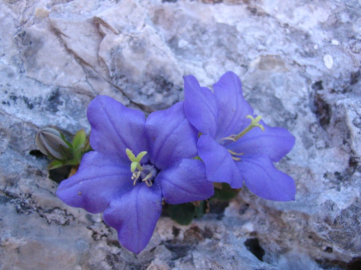 Pionieri della protezione della flora